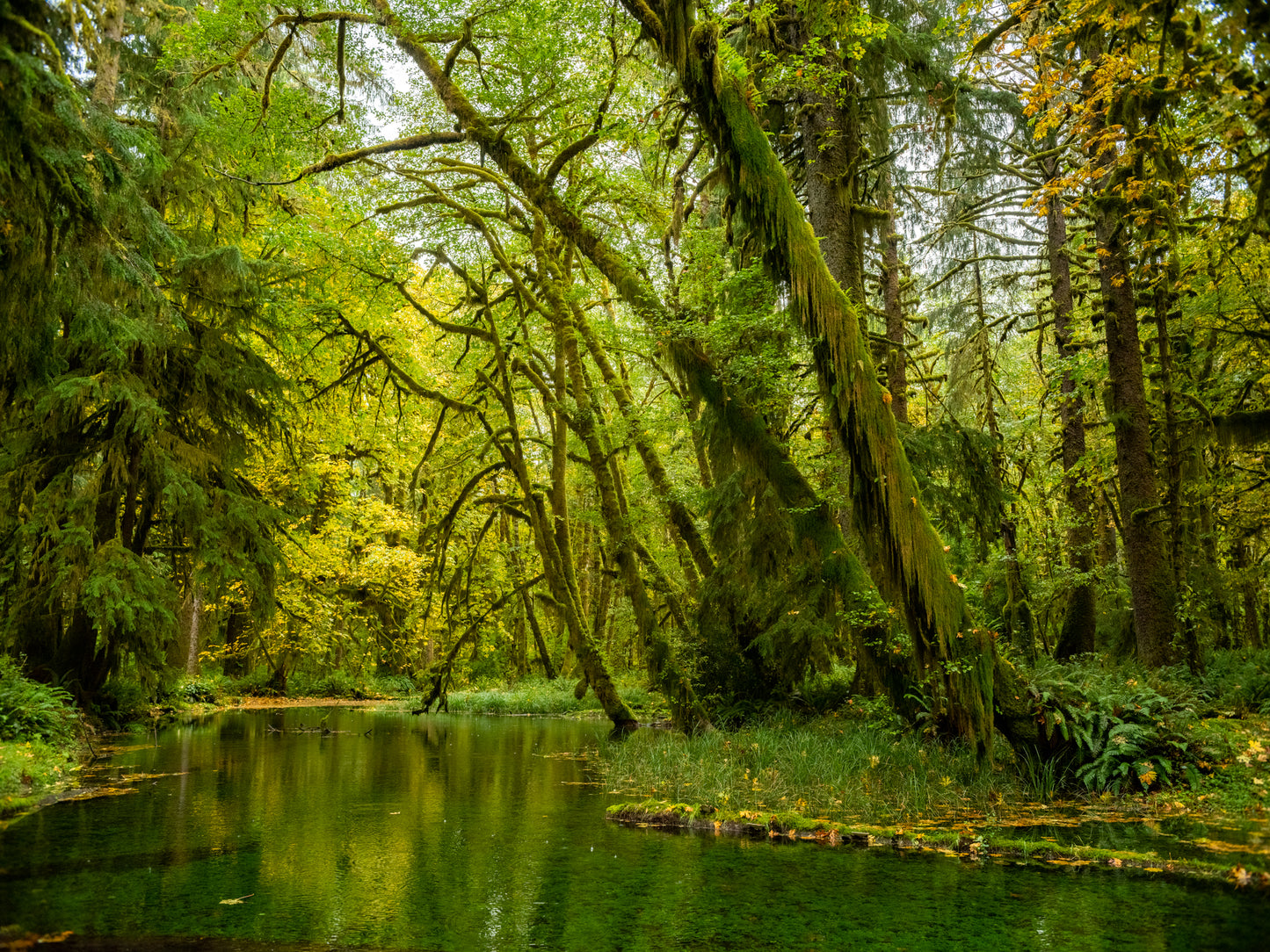 Emerald Olympic Swamp